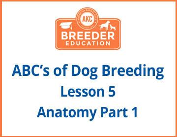 ABC's of Dog Breeding Anatomy Part 1 Course Title