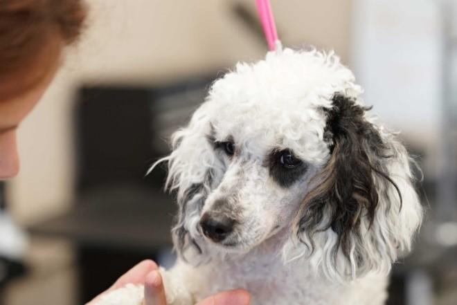 Upgrade from Safety in the Salon for Groomers to Safety in the Salon for Salons (Basic)