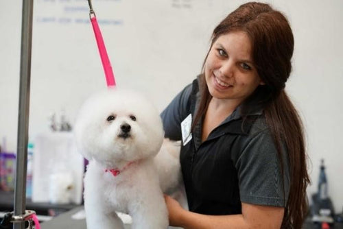 Upgrade from Safety in the Salon for Groomers to Safety in the Salon for Salons (Premium)