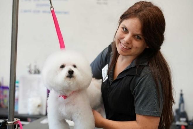 Upgrade from Safety in the Salon for Groomers to Safety in the Salon for Salons (Premium)