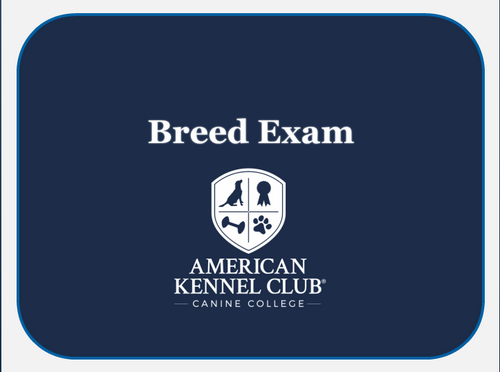 Japanese Chin Breed Exam