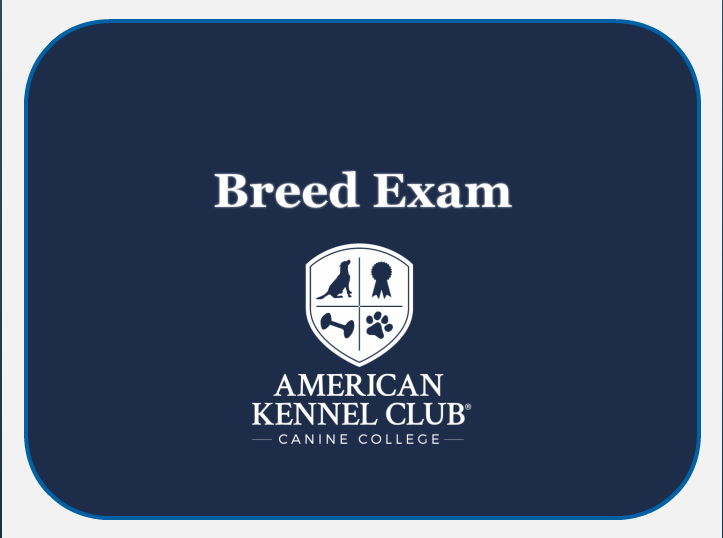 Manchester Terrier Breed Exam